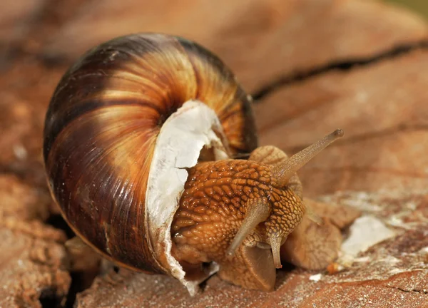 stock image Grape snail