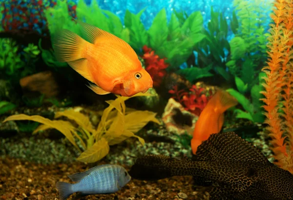 stock image Aquarian fishes