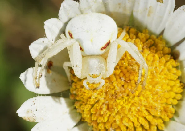 stock image White spider