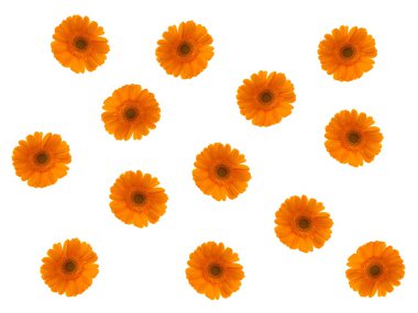 Gerbera