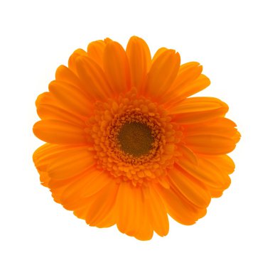 Gerbera