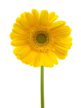 Gerbera