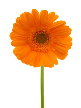 Gerbera