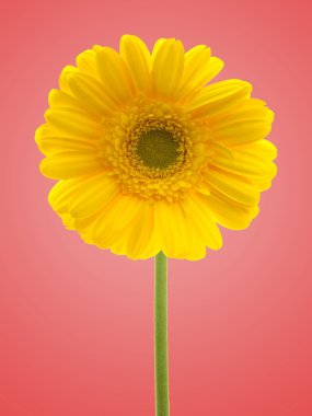 Gerbera