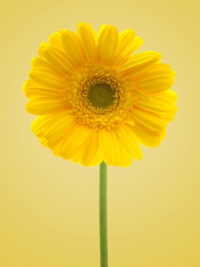 Gerbera