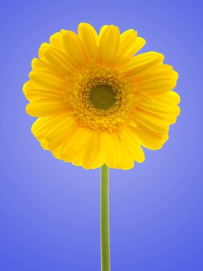 Gerbera