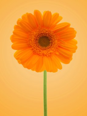 Gerbera