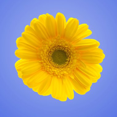 Gerbera