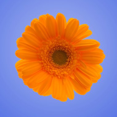 Gerbera