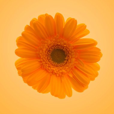 Gerbera