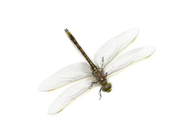 DragonFly clipart