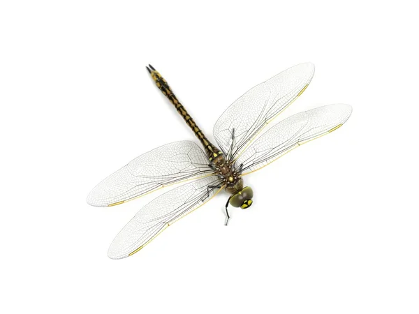 stock image DragonFly