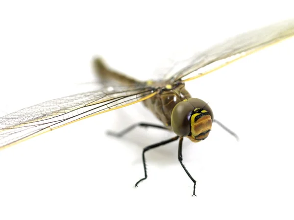 stock image DragonFly