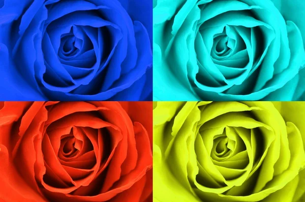 stock image Roses