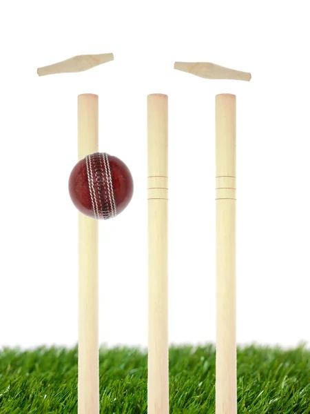 Cricket — Stock Photo, Image