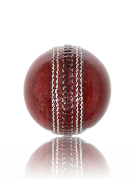 stock image Cricket