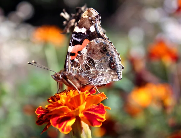 La mariposa en una flor — Foto de Stock