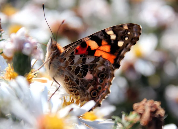 Fluturele pe o floare — Fotografie, imagine de stoc