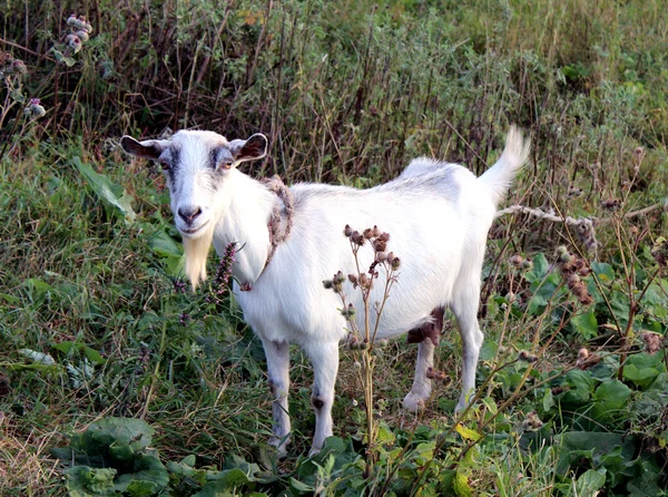 La cabra blanca —  Fotos de Stock
