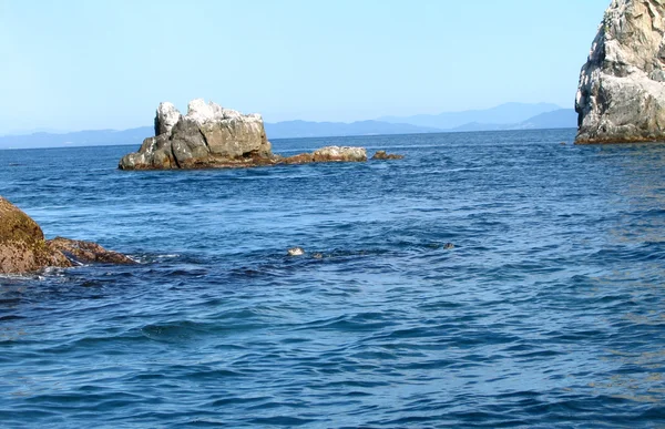 Грабёж морских животных — стоковое фото