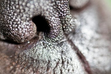Dog nose extreme closeup clipart
