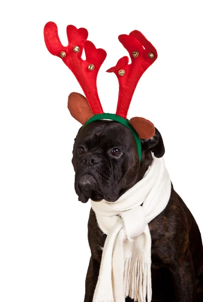 Рождественская собака с подарками изолированы на белом — стоковое фото