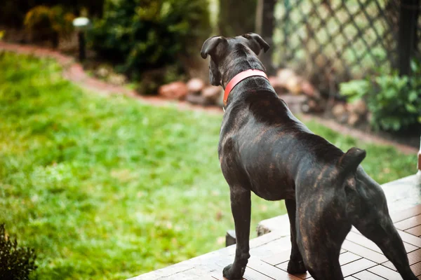 Boxer dog guarding home — Stock Photo, Image