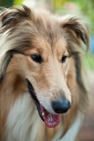 Cão da raça Colie — Fotografia de Stock