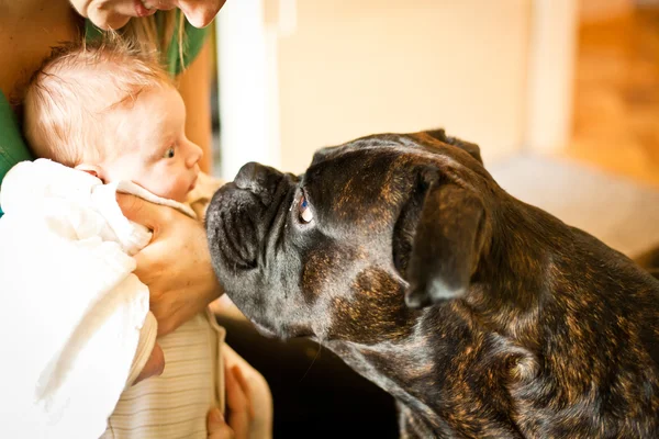 Nouveau-né rencontrant un chien — Photo
