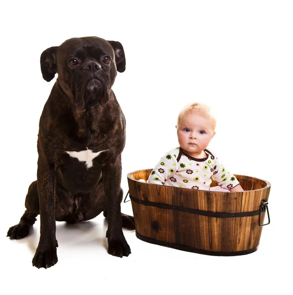 Dítě s velkými boxer pes — Stock fotografie