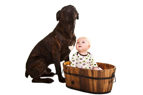 Bambino con grande cane pugile — Foto Stock