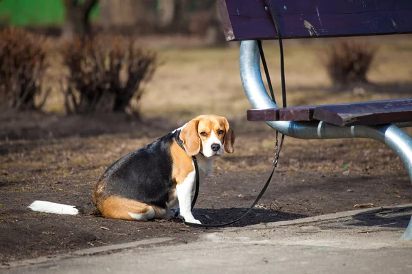 Beagle in attesa legato alla panchina — Foto Stock