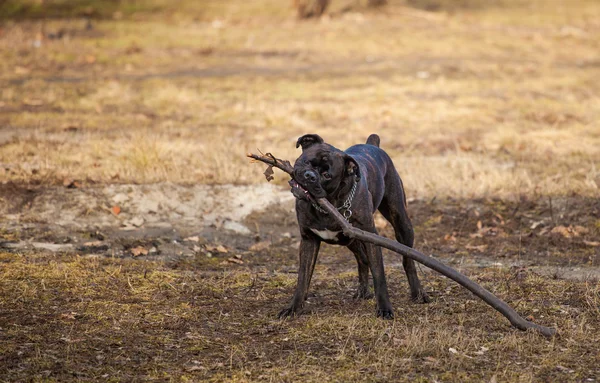 Boxer hund med pinne — Stockfoto