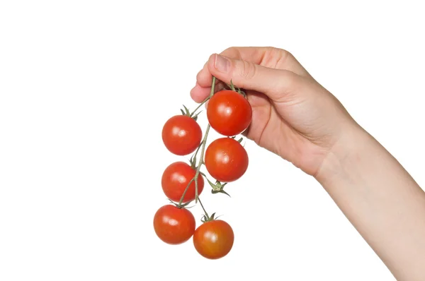 Mujer mano sosteniendo tomates pequeños — Foto de Stock