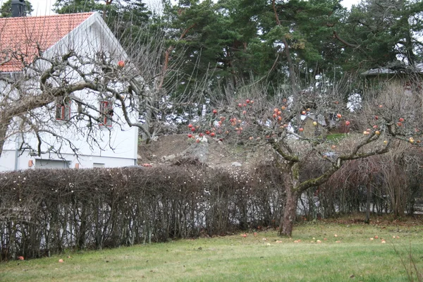 Яблоня во дворе — Stockfoto