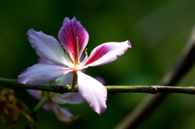 Bauhinia blakeana clipart