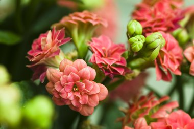 Kalanchoe bush