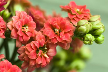 Kalanchoe bush