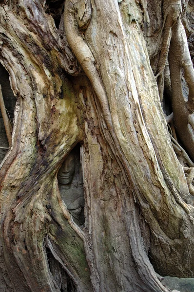 Дерево, растущее над скульптурным Буддой на Та Проме — стоковое фото
