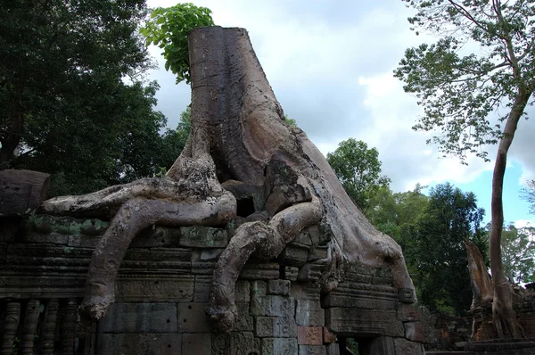 Träd växer över angkor wat, Kambodja — Stockfoto
