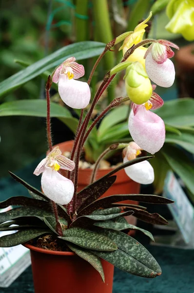 Zapatilla de señora (orquídea ) —  Fotos de Stock