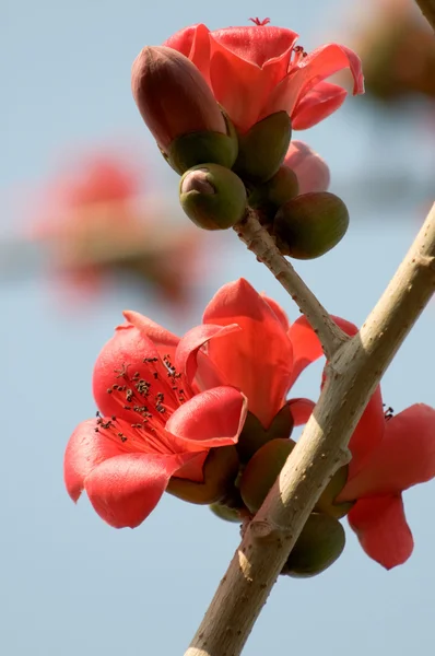 Flores de ceiba —  Fotos de Stock