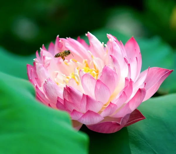 Blommande lotusblomma och ett bi — Stockfoto