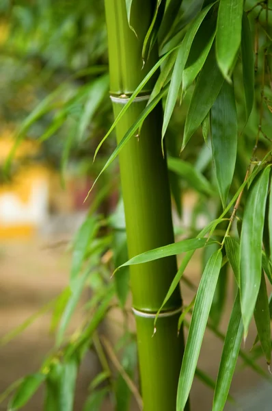 Bambus — Zdjęcie stockowe