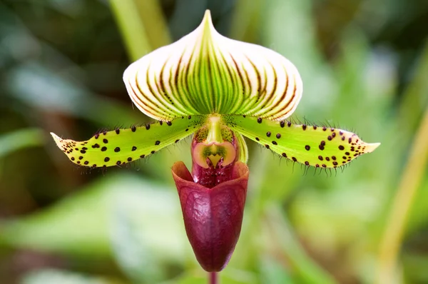 Groene lady slipper (orchid) — Stockfoto