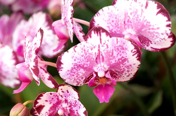 Piros lady papucs (orchidea) — Stock Fotó