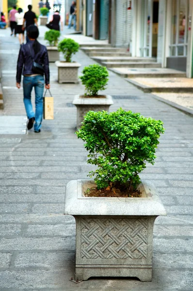 stock image Line of plant pots