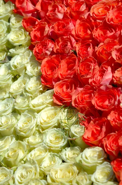 Rosas vermelhas e brancas — Fotografia de Stock