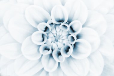 Dahlia flower closeup clipart