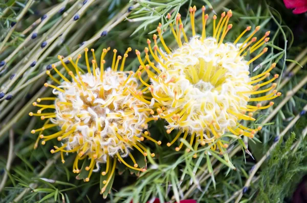 Dos almohadillas de protea florecientes —  Fotos de Stock